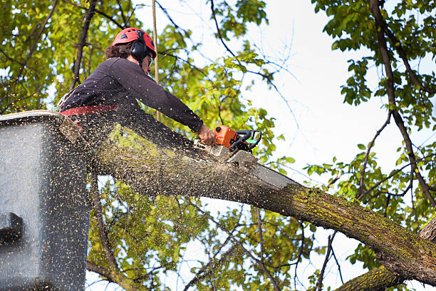 Trusted Corning, AR Tree Service Experts